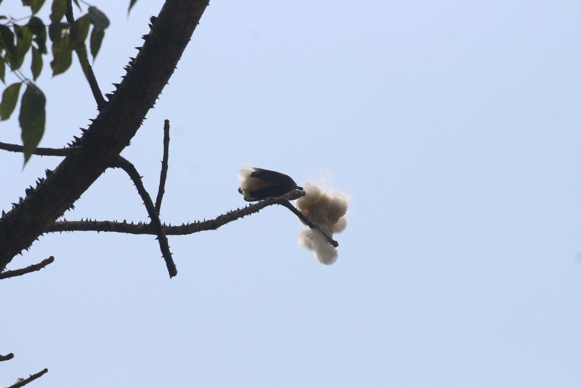 Bombax ceiba L.